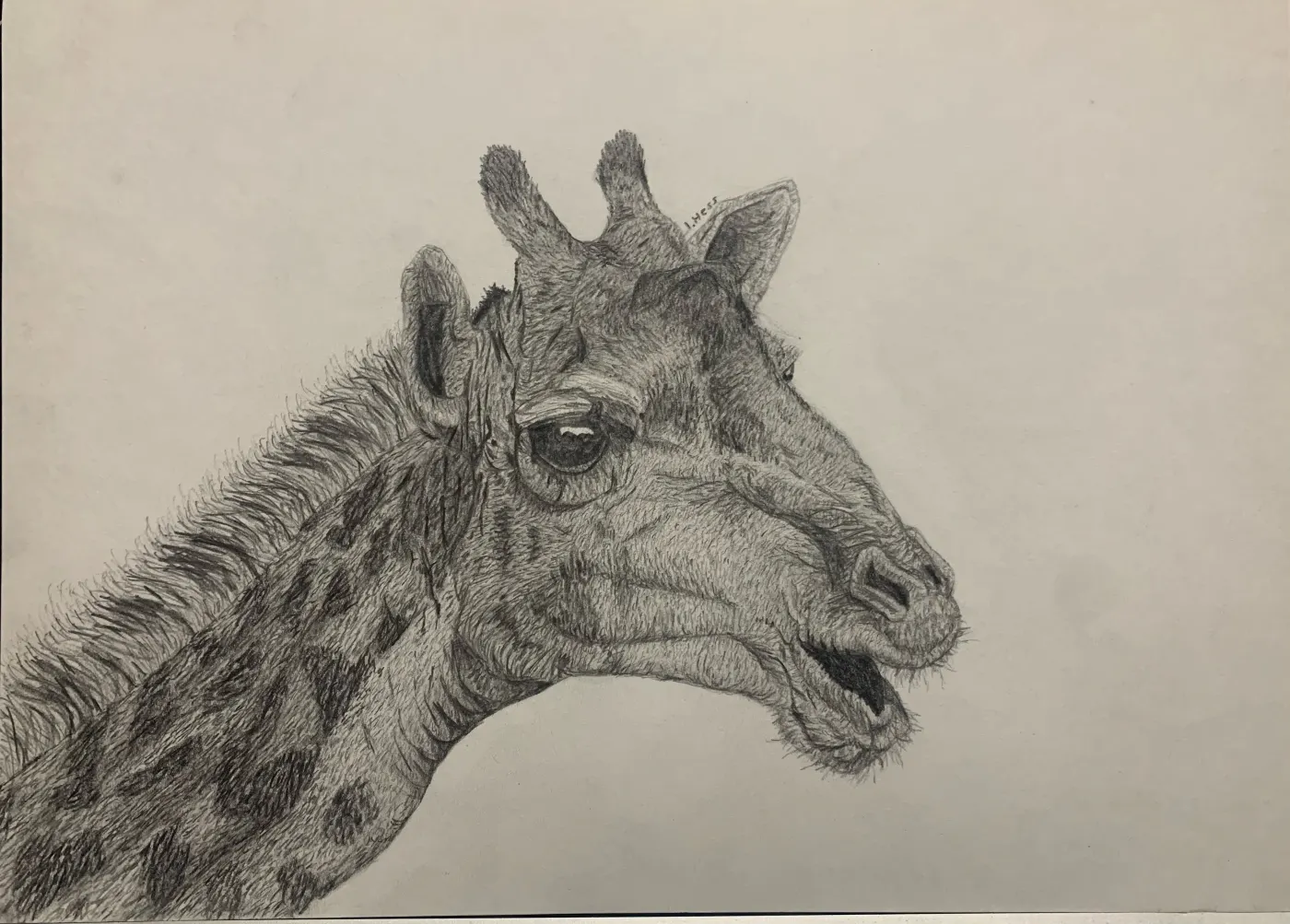 Giraffe Realism Drawing by izzys__art_
