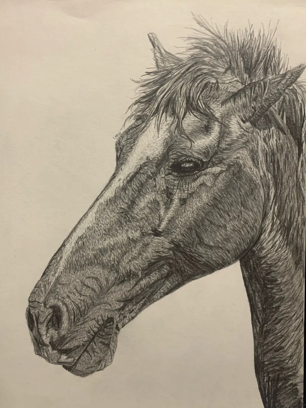 Horse Realism Drawing by izzys__art_