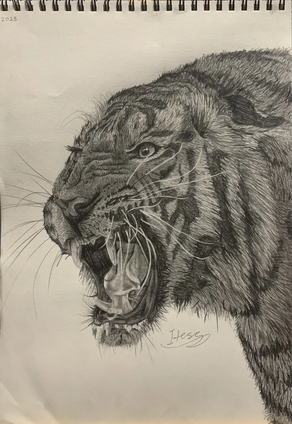Tiger Realism Drawing by izzys__art_