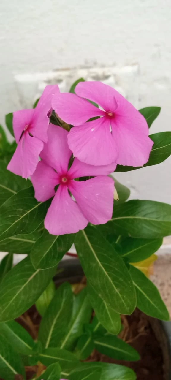Bright Pink Periwinkle Flowers by aplash43