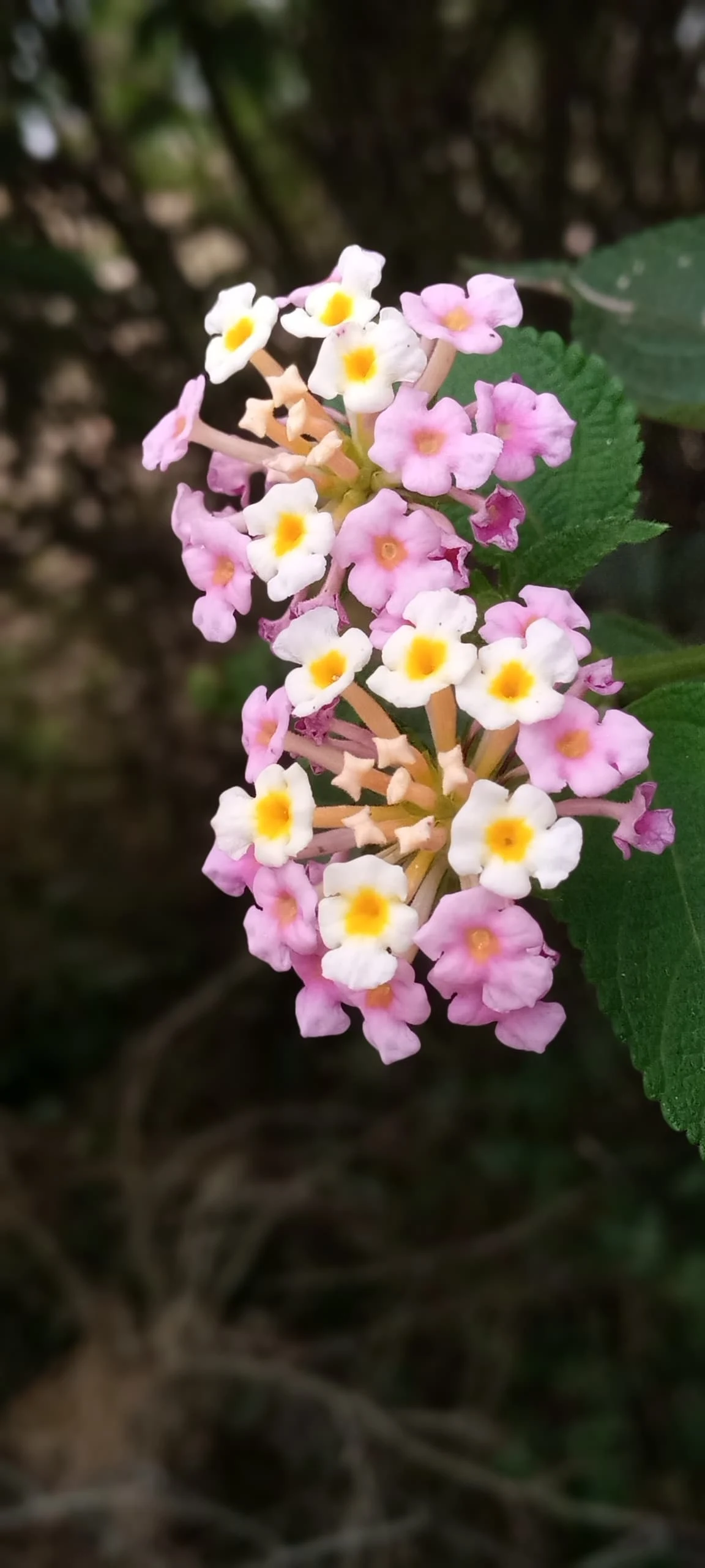 Lantana camara by aplash43