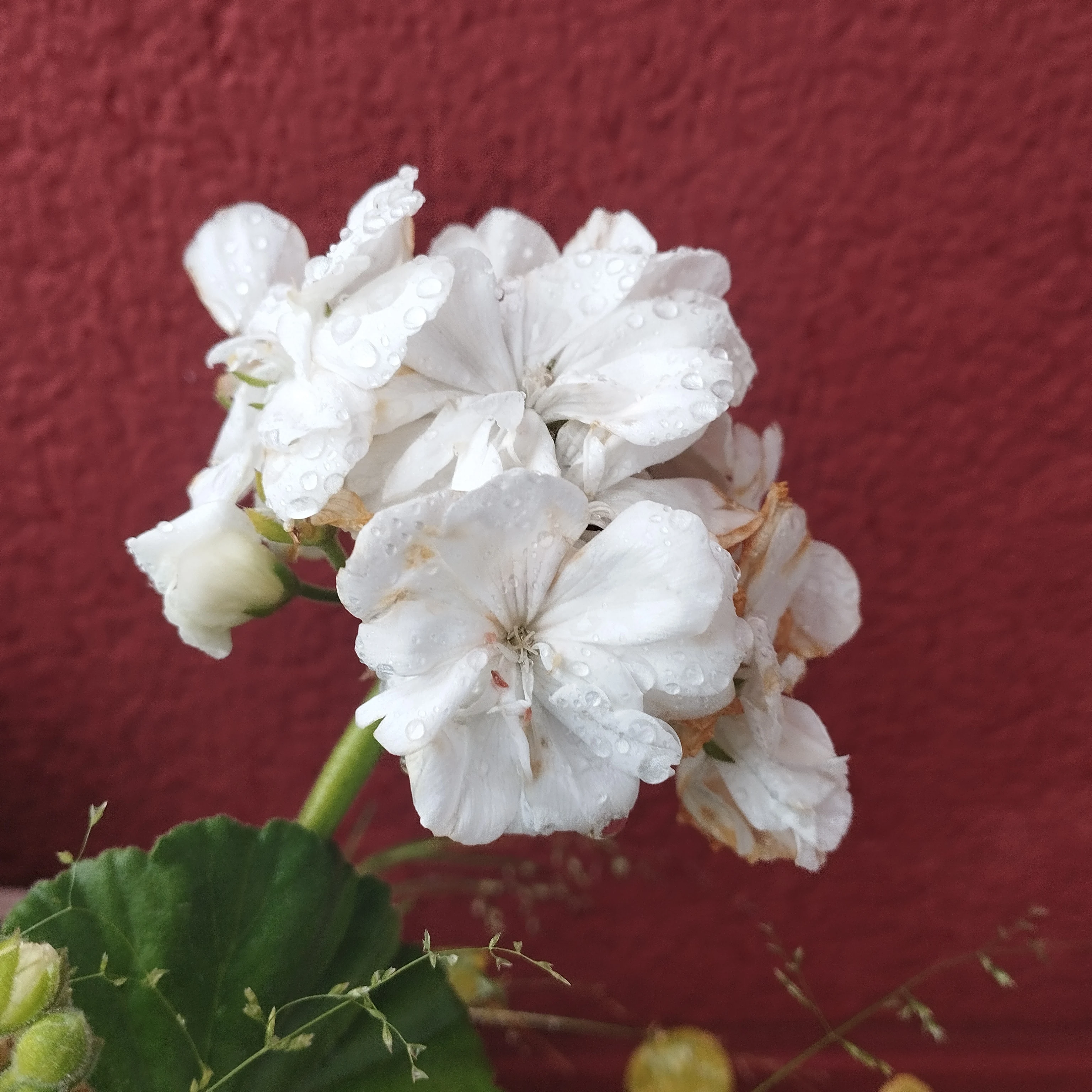 White geranium blooms after rain by rekpus