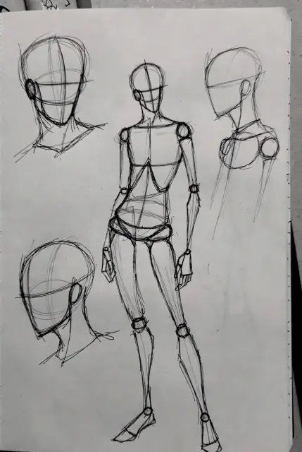 Basic Anatomy Construction