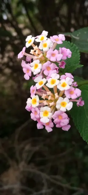Lantana camara