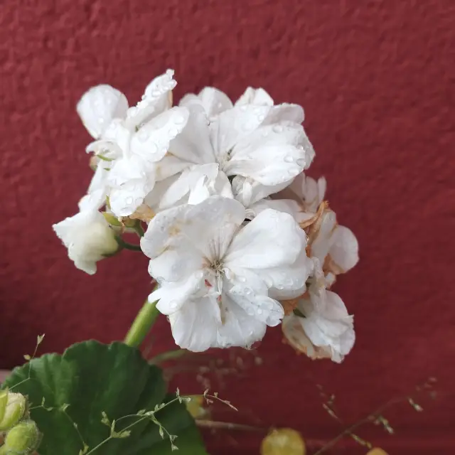 White geranium blooms after rain