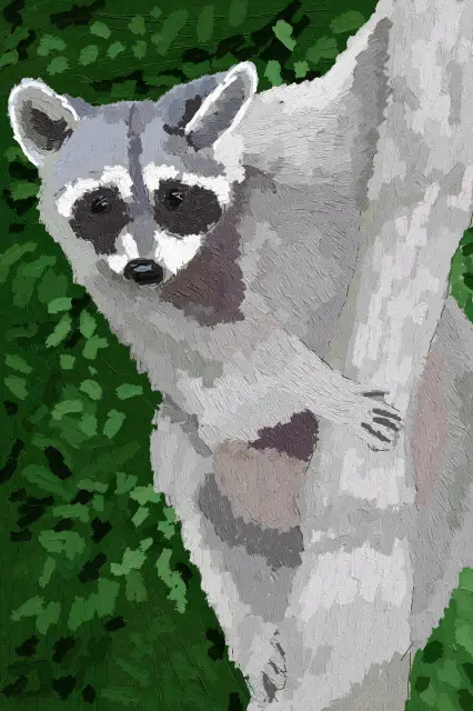 Raccoon in Tree