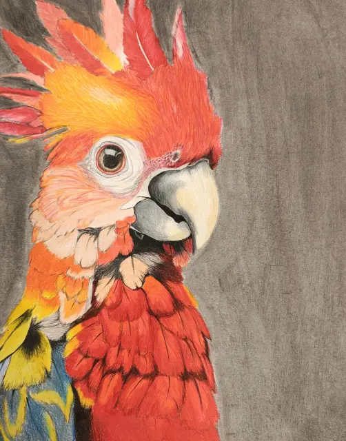 Parrot