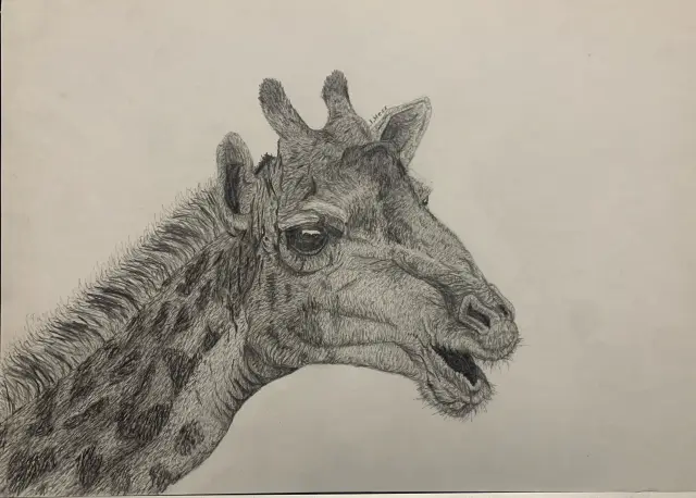 Giraffe Realism Drawing