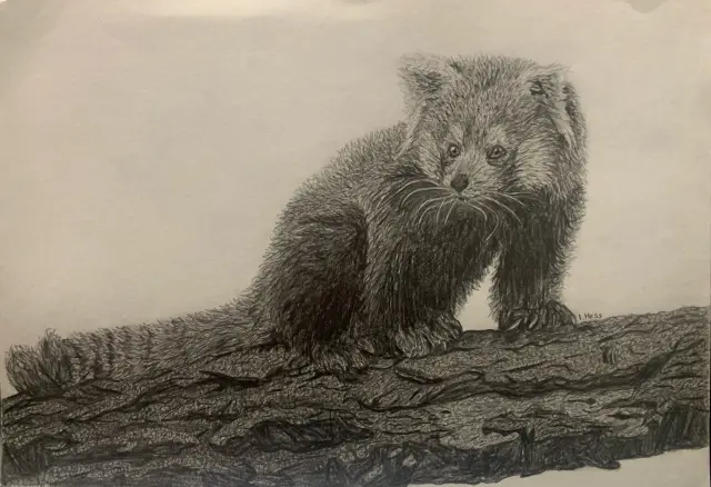 Red Panda Realism Drawing