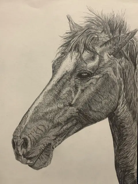 Horse Realism Drawing
