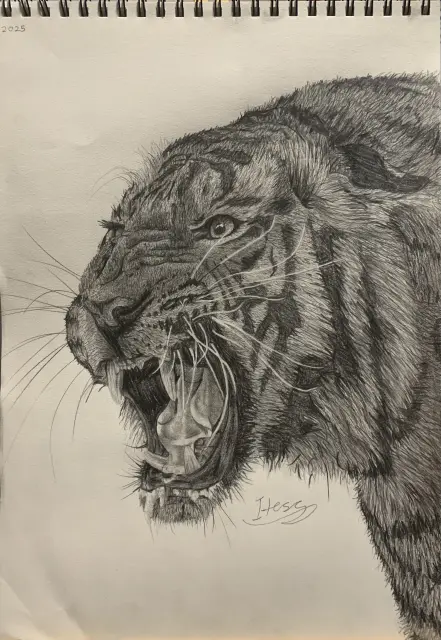 Tiger Realism Drawing