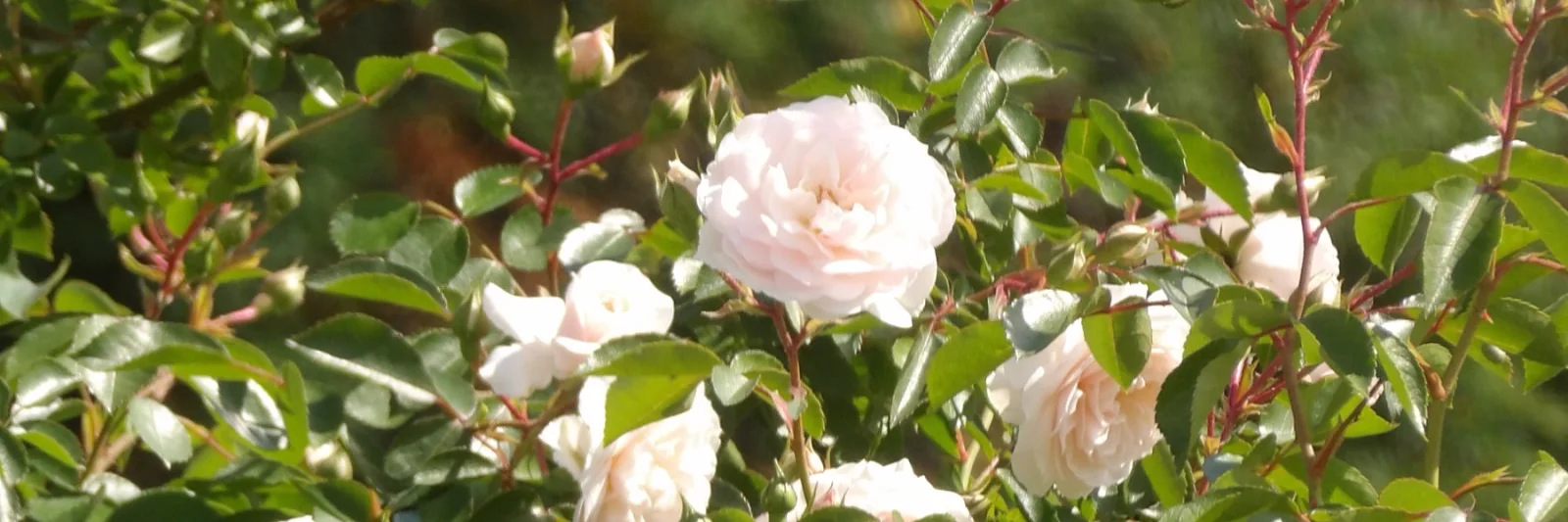 Profile Banner