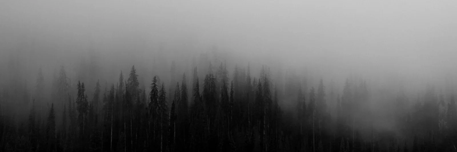 Profile Banner
